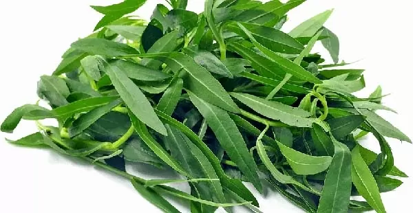 Alternanthira Sessillis