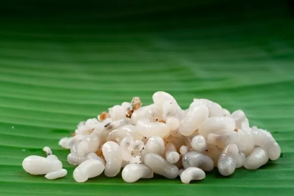 Import Ant Eggs