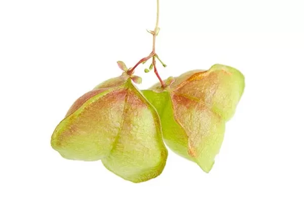 Balloon Vine