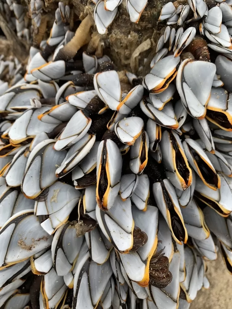 Import Goose Neck Barnacle