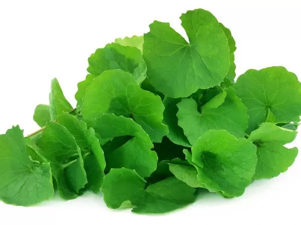Bharami Leaves