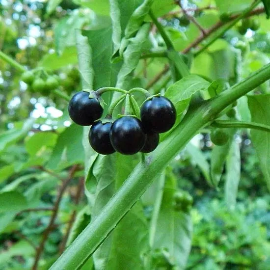 Black Night Shade Seeds