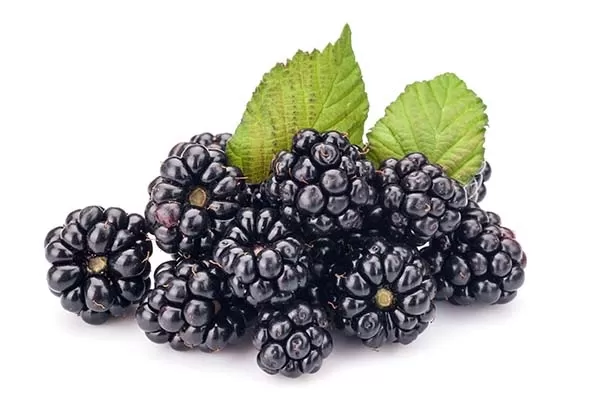 Blackberries