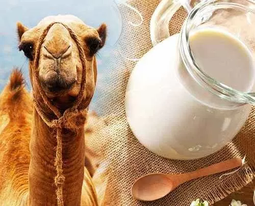 Import Camel Milk