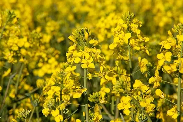 Canola Oil