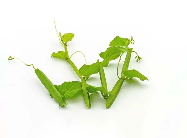 Cissus Quadrangularis