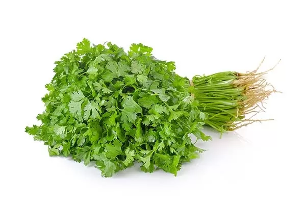 Coriander