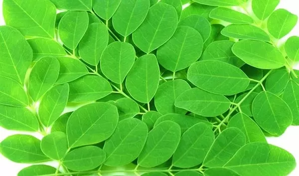 Drum Stick Leaves