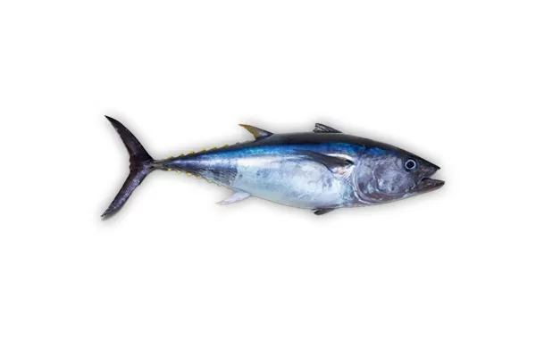 Import Frozen Fish