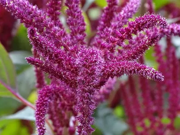 Fox Tail Amaranth