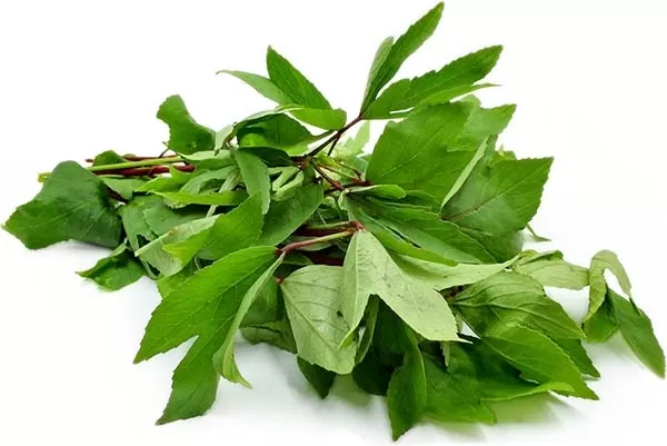 Gongura