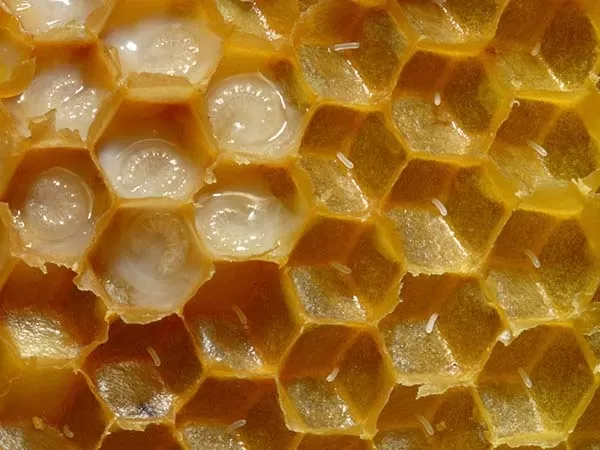 Import Honey Larvae