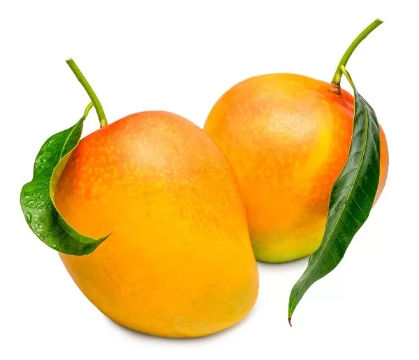 Import Variety of Mango