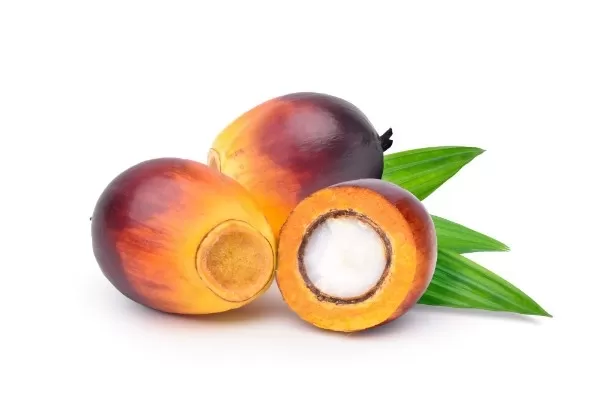 Import Healthy Palm Oil