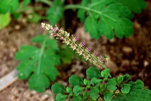Rakari Greens