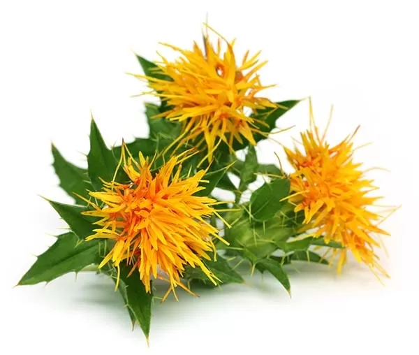 Safflowers Oil