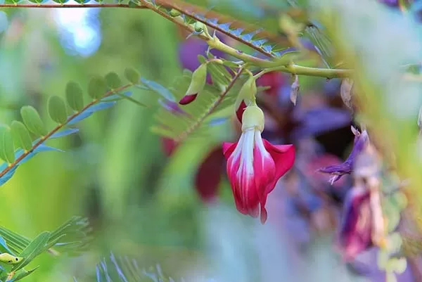 Sesbania Grandiflora