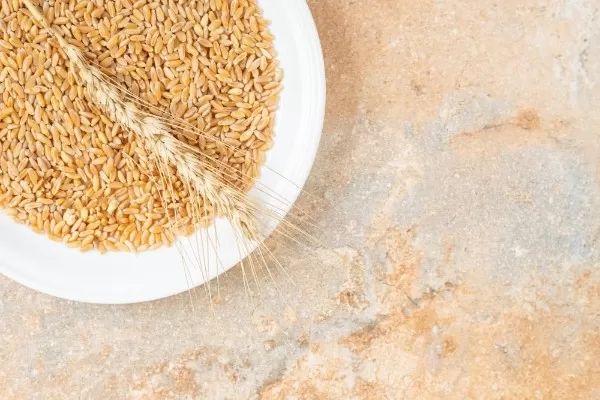 Import Wheat in Bulk